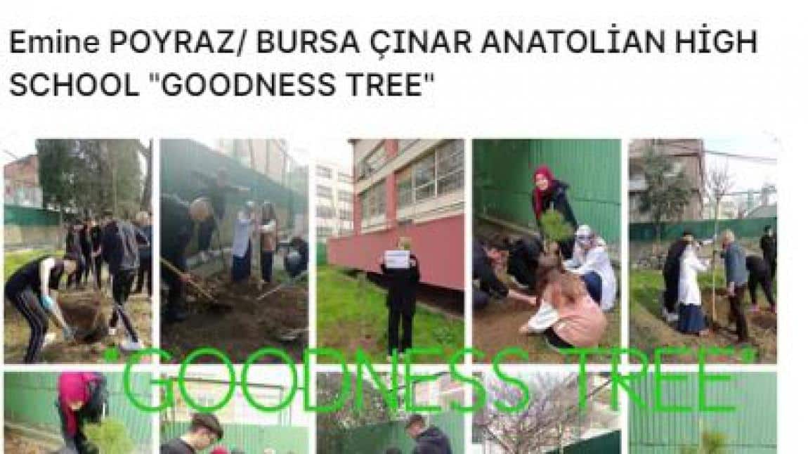 GOODNESS TREE ETKİNLİĞİMİZ
